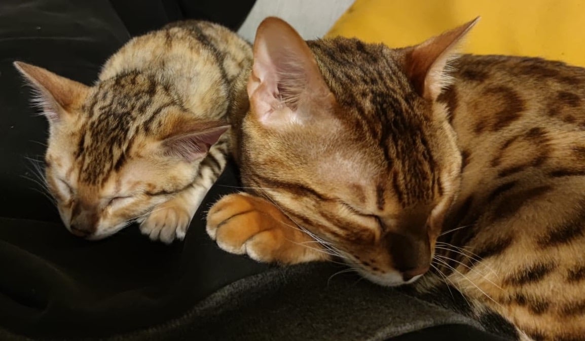 Katzenfoto - Kommunikation mit Tieren